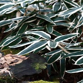 Buy Online Sasa Veitchii Bamboo Plant For your Home and Garden