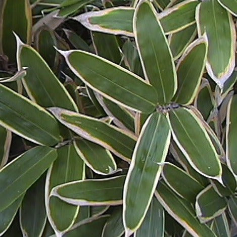 Sasa Veitchii Bamboo Plant For your Home and Garden
