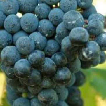 Buy Online Schuyler Black Grape Plant For Your Home and Garden.
