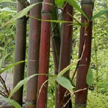 Semiarundinaria Fatuosa Temple Bamboo For Your Garden
