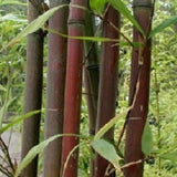 Semiarundinaria Fatuosa Temple Bamboo For Your Garden