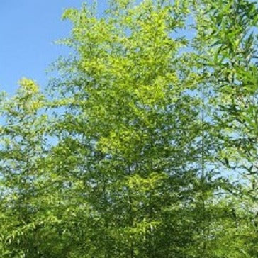 Buy Online Semiarundinaria Fastuosa Bamboo Plant For Home and Garden.