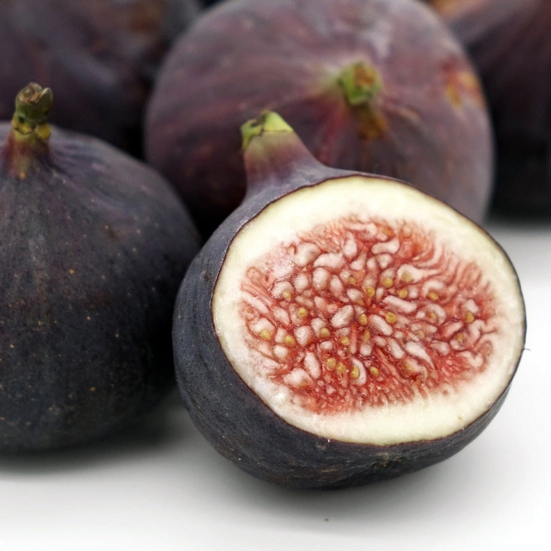 Chicago Hardy Fig