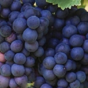 Buy Online Niagara Grape Vine Plants for Fresh Eating, Jams & WIne