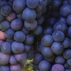 Buy Online Steuben Grape Fruit Vine For Your Home And Garden.