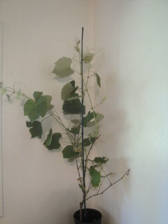 Campbell's Early Purple Grape