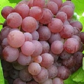Suffolk Red Seedless Grape