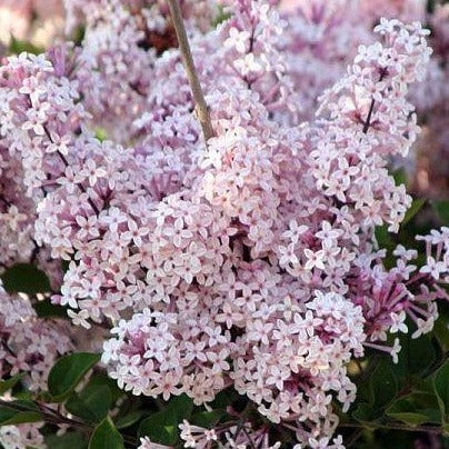 Buy Online Syringa oblata Early Lilac Flowering Shrub For Your Garden.