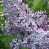Buy Online Syringa oblata Early Lilac Flowering Shrub For Your Garden.