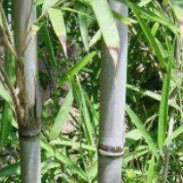 Thamnocalamus Tessellatus Bamboo