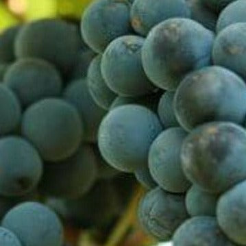 Van Buren Purple Grape