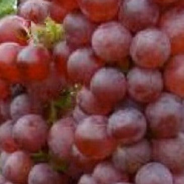 Buy Online Vanessa Red Grape Vine With Sweet, Seedless Type Of Fruit.
