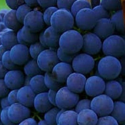 Venus Blue Seedless Grape