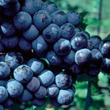 Buy Online Alwood Black Grape Plant For Your Home and Garden.