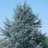 The Atlas Cedar tree  is an evergreen conifer that grows in a pyramidal shape. 