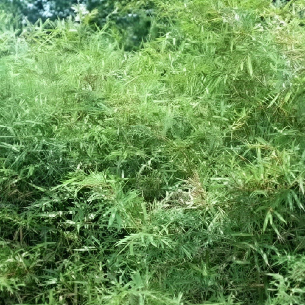 Bambusa multiplex makes a nice screen or hedge for your garden, clumping type of bamboo
