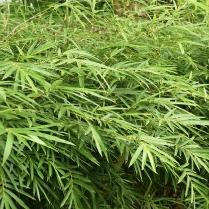 Bambusa multiplex makes a nice screen or hedge for your garden, clumping type of bamboo