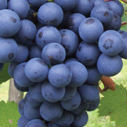 Buy Online Bath Black Grape Plant For Your Home and Garden. – Maya ...