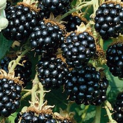 Columbia Giant Thornless Blackberry,