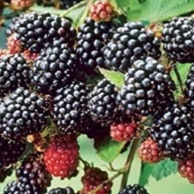 Twilight Thornless Blackberry