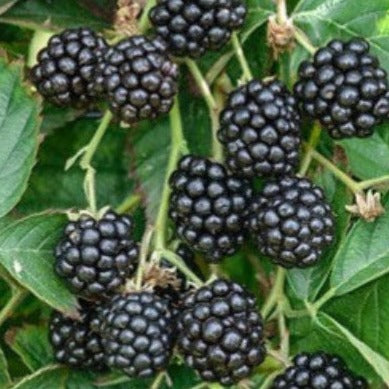 Twilight Thornless Blackberry