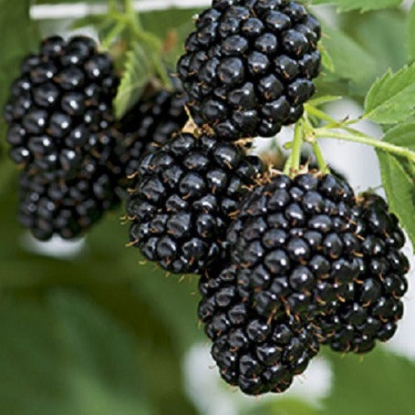 Navaho Thornless Blackberry