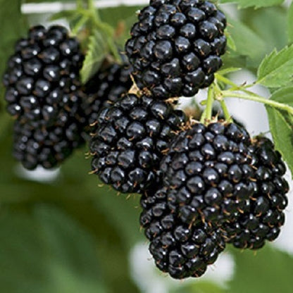 Navaho Thornless Blackberry