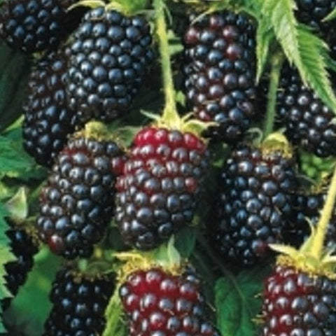 Blackberry - 'Thornless Black Satin' – Al's Garden & Home