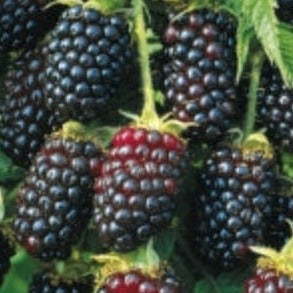 Twilight Thornless Blackberry
