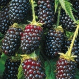 Loch Ness Thornless Blackberry