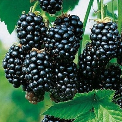 Rubus Fruticosus 'Black Satin' Thornless Blackberry, Box Of 3