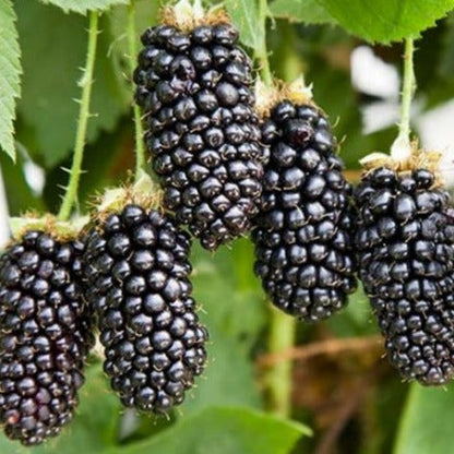 Loch Ness Thornless Blackberry