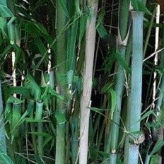 Borinda Boliana, Himalayan Blue Mountain Bamboo Plant For Your Garden