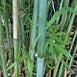 Borinda Boliana, Himalayan Blue Mountain Bamboo Plant For Your Garden