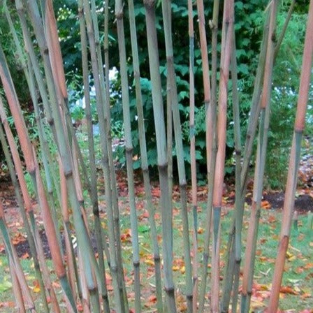 Buy Online Borinda Macclureana Clumping Bamboo Plant For Your Garden.