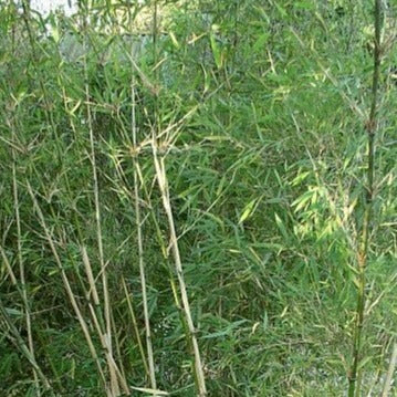 Buy Online Borinda Utilis Clumping Bamboo Plant For Your Home & Garden
