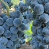 Buy online Concord Grape vine plants easy to grow and care for fruit.