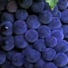 Concord Seedless Grape