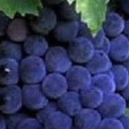 Campbell's Early Purple Grape