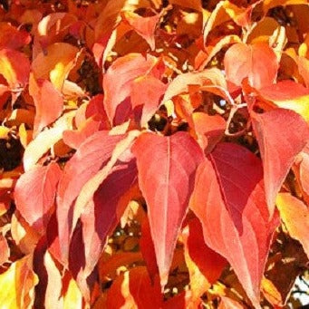 Buy Online Cornus Kousa Chinensis Chinese White Flowering Dogwood Tree