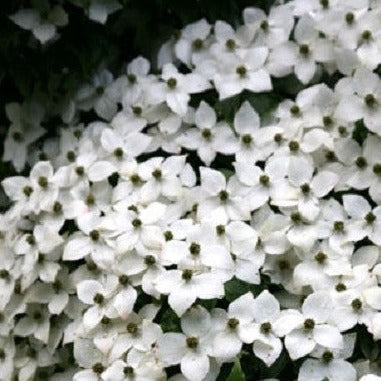 Buy Online Cornus Kousa Chinensis Chinese White Flowering Dogwood Tree