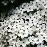 Buy Online Cornus Kousa Chinensis Chinese White Flowering Dogwood Tree