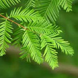Metasequoia glyptostroboides, Dawn Redwood