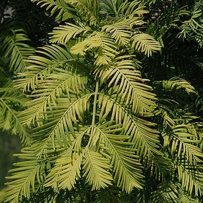 Buy Online Metasequoia glyptostroboides, Dawn Redwood For Your Garden.