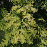 Buy Online Metasequoia glyptostroboides, Dawn Redwood For Your Garden.