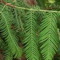 Buy Online Metasequoia glyptostroboides, Dawn Redwood For Your Garden.