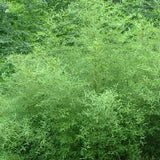 Buy Online Phyllostachys Decora Bamboo Plant For Your Home And Garden.