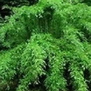 Buy Online Fargesia Denudata Clumping Bamboo Plant For Your Garden.