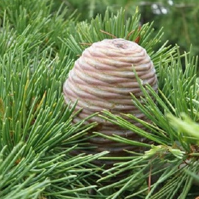 Buy online Fast growing Deodar Cedar, Cedrus deodara tree