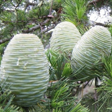 Buy online Fast growing Deodar Cedar, Cedrus deodara tree